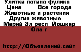 Улитки патина фулика › Цена ­ 10 - Все города Животные и растения » Другие животные   . Марий Эл респ.,Йошкар-Ола г.